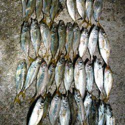 真夜中アジング